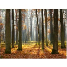 Artgeist Autumn trees fototapetti