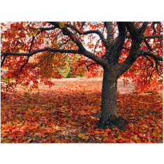 Artgeist Tree syksyllä fototapetti