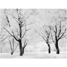 Artgeist Trees - talvimaisema fototapetti