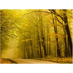Artgeist Road syksyllä metsässä fototapetti