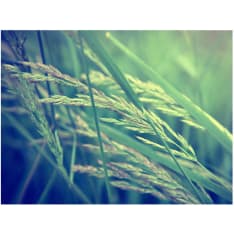 Artgeist Cereal field fototapetti