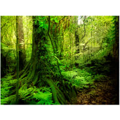 Artgeist Jungle fototapetti