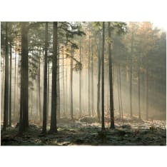 Artgeist Foggy November morning fototapetti