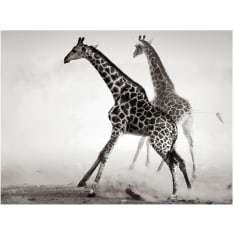 Artgeist Kirahveja fototapetti