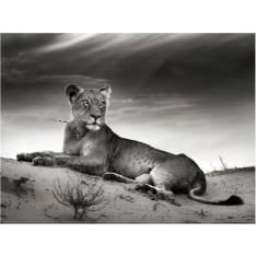 Artgeist Musta ja valkoinen naarasleijona fototapetti