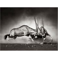 Artgeist Gemsbok taistelu fototapetti