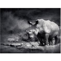 Artgeist Rhinoceros menetetty haaveilen fototapetti