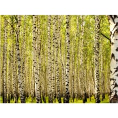 Artgeist Koivumetsää fototapetti