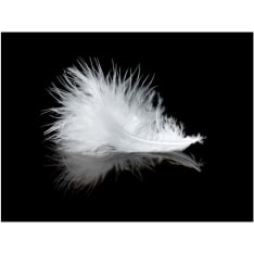 Artgeist White feather fototapetti