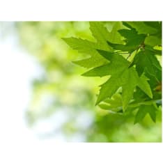 Artgeist leaves (Shallow focus) fototapetti