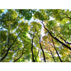 Artgeist Looking up at the trees fototapetti