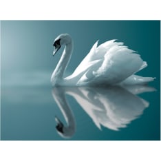 Artgeist White Swan fototapetti