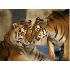 Artgeist Ehdoton rakkaus fototapetti