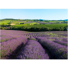 Artgeist Laventeli kentät fototapetti