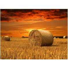 Artgeist Fields of gold fototapetti