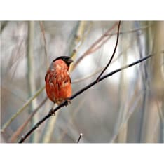 Artgeist Bullfinch in the forest fototapetti