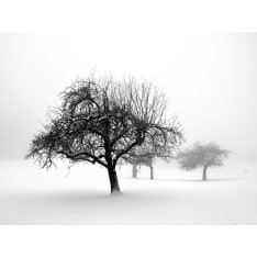 Artgeist Winter: Trees fototapetti