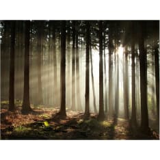 Artgeist Havumetsää fototapetti