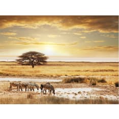 Artgeist Afrikkalainen seeprat noin juomapaikka fototapetti