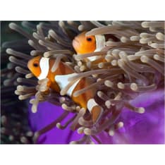 Artgeist Clownfish fototapetti