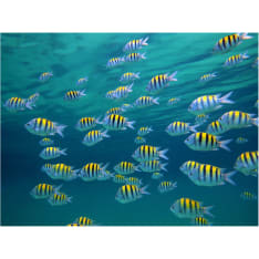 Artgeist Vedenalainen maisema - Karibia fototapetti