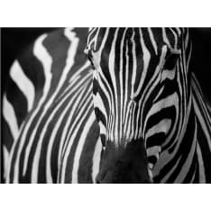 Artgeist Valkoinen mustilla raidoilla fototapetti