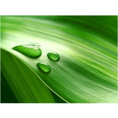 Artgeist Leaf ja kolme tippaa vettä fototapetti