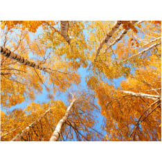 Artgeist Syksyinen Treetops fototapetti