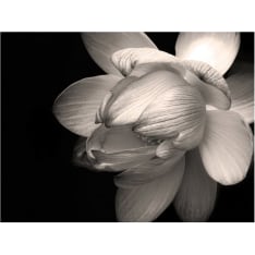 Artgeist Lotus flower fototapetti