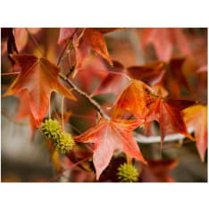 Artgeist Chestnut fototapetti