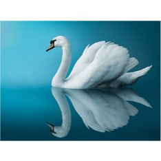 Artgeist swan - reflection fototapetti