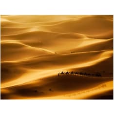 Artgeist Caravan kamelit fototapetti