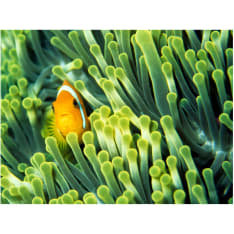 Artgeist Anemonefish fototapetti