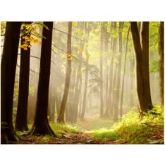 Artgeist Mysterious forest path fototapetti