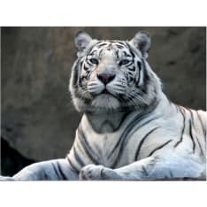 Artgeist Bengali tiikeri eläintarhassa fototapetti