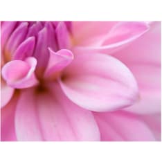 Artgeist Terälehtiä - Dahlia fototapetti