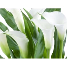 Artgeist bunch of flowers - callas fototapetti