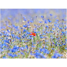 Artgeist Taivas värinen niitty - cornflowers fototapetti