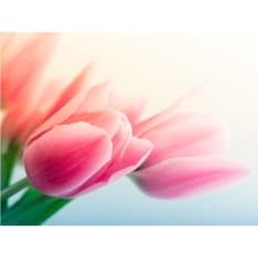 Artgeist Spring and tulips fototapetti