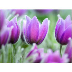 Artgeist Purple kevät tulppaanit fototapetti