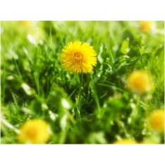 Artgeist Voikukka kukkia fototapetti