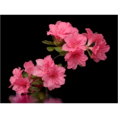 Artgeist Azalea in Black fototapetti