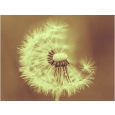 Artgeist voikukkaa (seepian) fototapetti