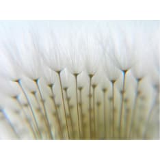 Artgeist Voikukka metsä fototapetti