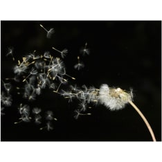Artgeist Dandelion siementen kuljettaa tuulen fototapetti