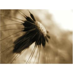 Artgeist voikukkaa - seepian fototapetti