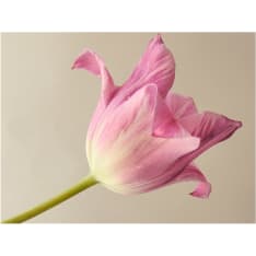 Artgeist Pink tulip fototapetti