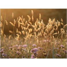 Artgeist Awakening ceral field fototapetti