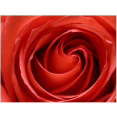 Artgeist Awakening of the Rose fototapetti