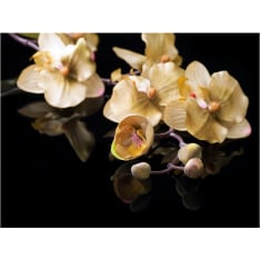 Artgeist Orchids in ecru color fototapetti